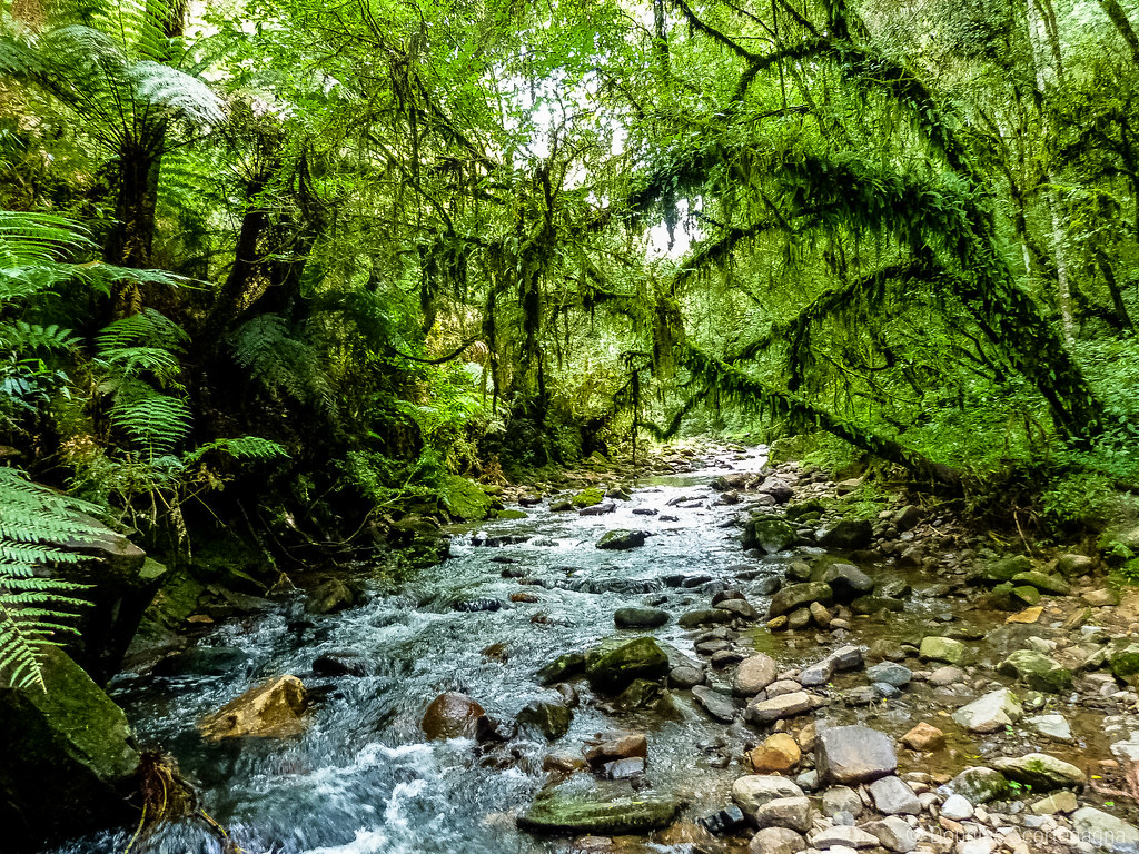 Jovem da Colômbia morre após saltar de cachoeira em Goiás